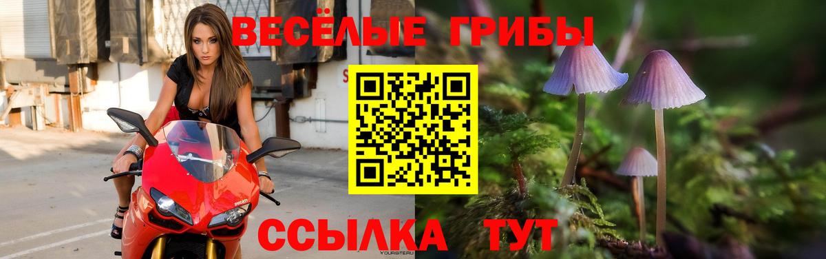 Псилоцибиновые грибы Psilocybe Протвино